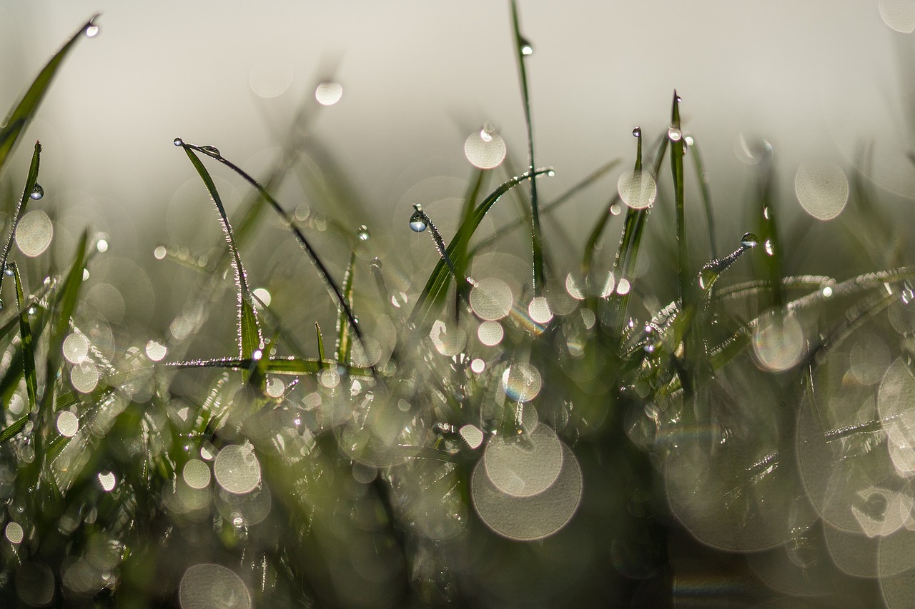 grass, meadow, dew droplets-2191522.jpg
