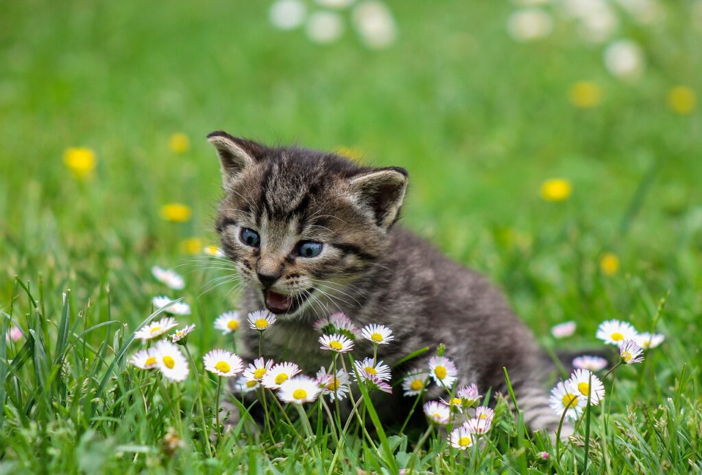 kitty, playful, flowers-2948404.jpg